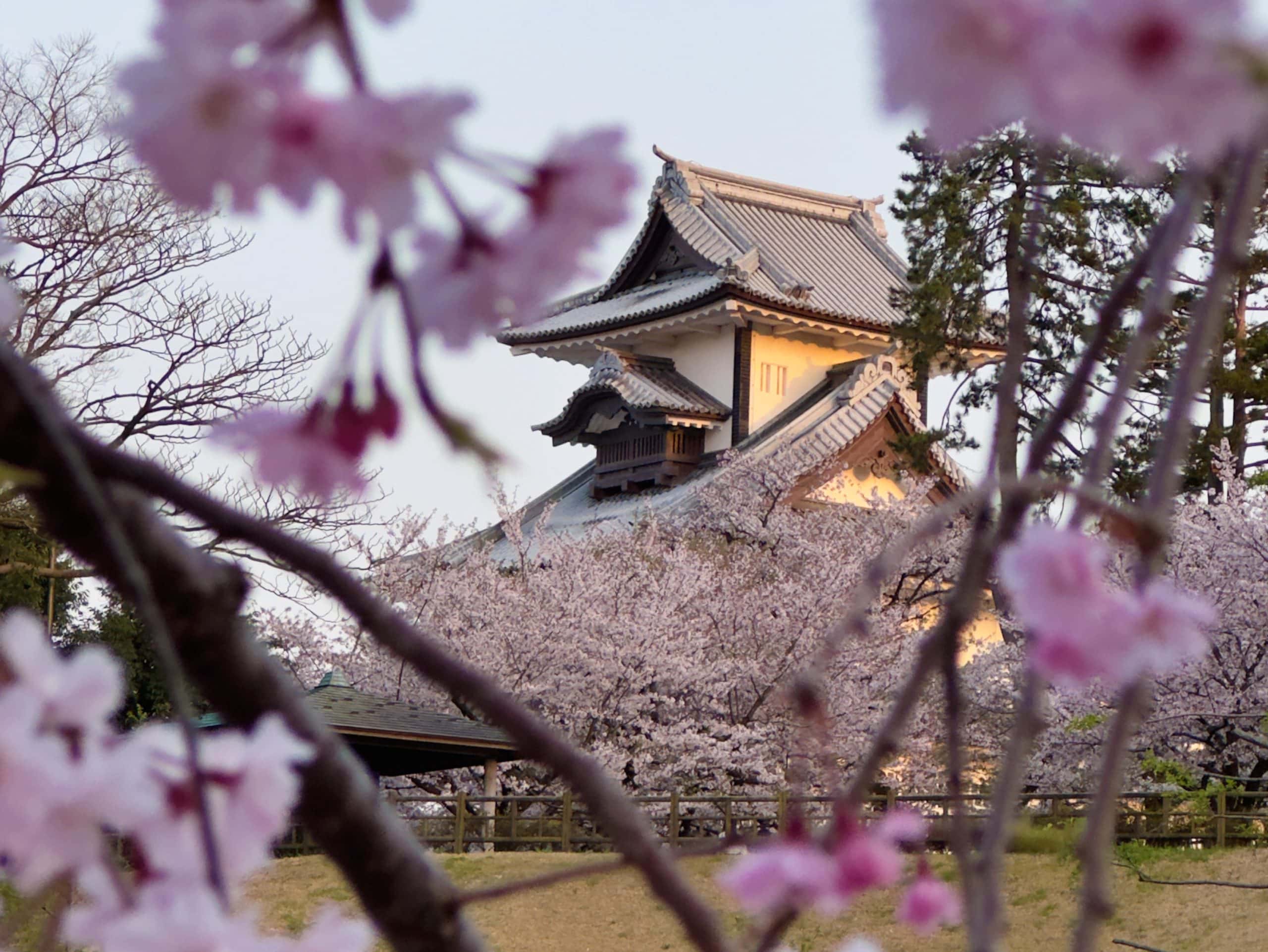 A traditional Japanese building with gray-tiled roofs is partially obscured by blooming pink cherry blossoms in the foreground. The scene, reminiscent of spending *2 days in Kanazawa*, is set against a backdrop of trees and a clear sky, creating a serene and picturesque setting.
