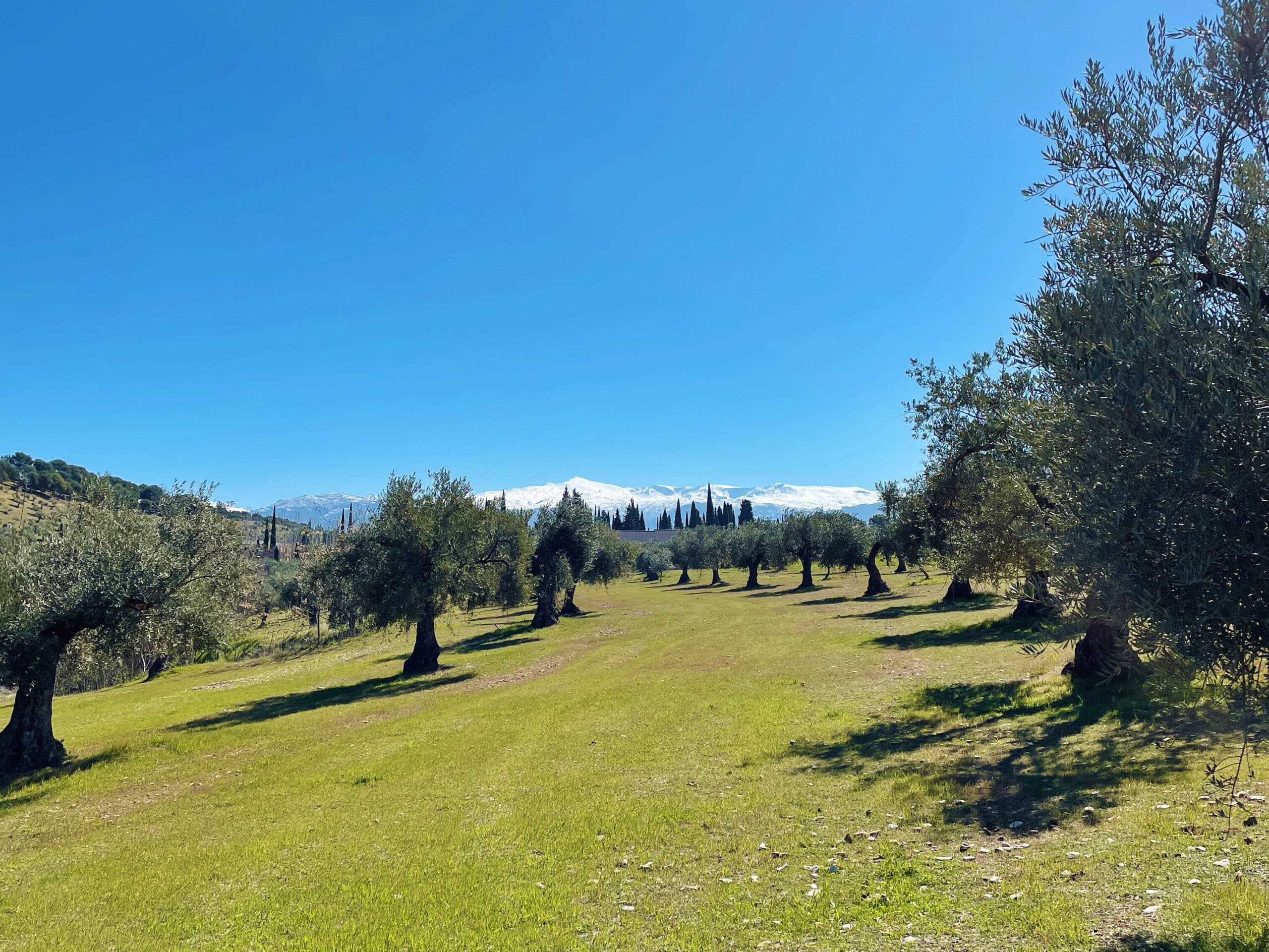 Rows of olive trees on a grassy field under a clear blue sky, with snow-capped mountains in the distant background—one of the hidden gems of Granada waiting to be discovered.