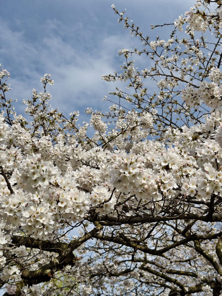 White cherry blossoms in March in St. James's Park cover the branches of a tree against a blue sky with wispy clouds, creating a vibrant and fresh springtime scene.
